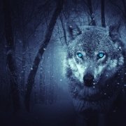 Download Snowfall Blue Eyes Wolf Fantasy  PFP by Yuri_B