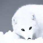 A striking image of an arctic fox with white fur, blending seamlessly into a snowy landscape, capturing the essence of wildlife in a captivating profile photo.