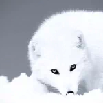 A striking image of an arctic fox with white fur, blending seamlessly into a snowy landscape, capturing the essence of wildlife in a captivating profile photo.