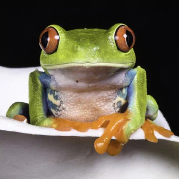 amphibian frog tree frog Animal PFP