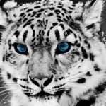 Download Animal Snow Leopard PFP