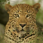 Animal leopard PFP