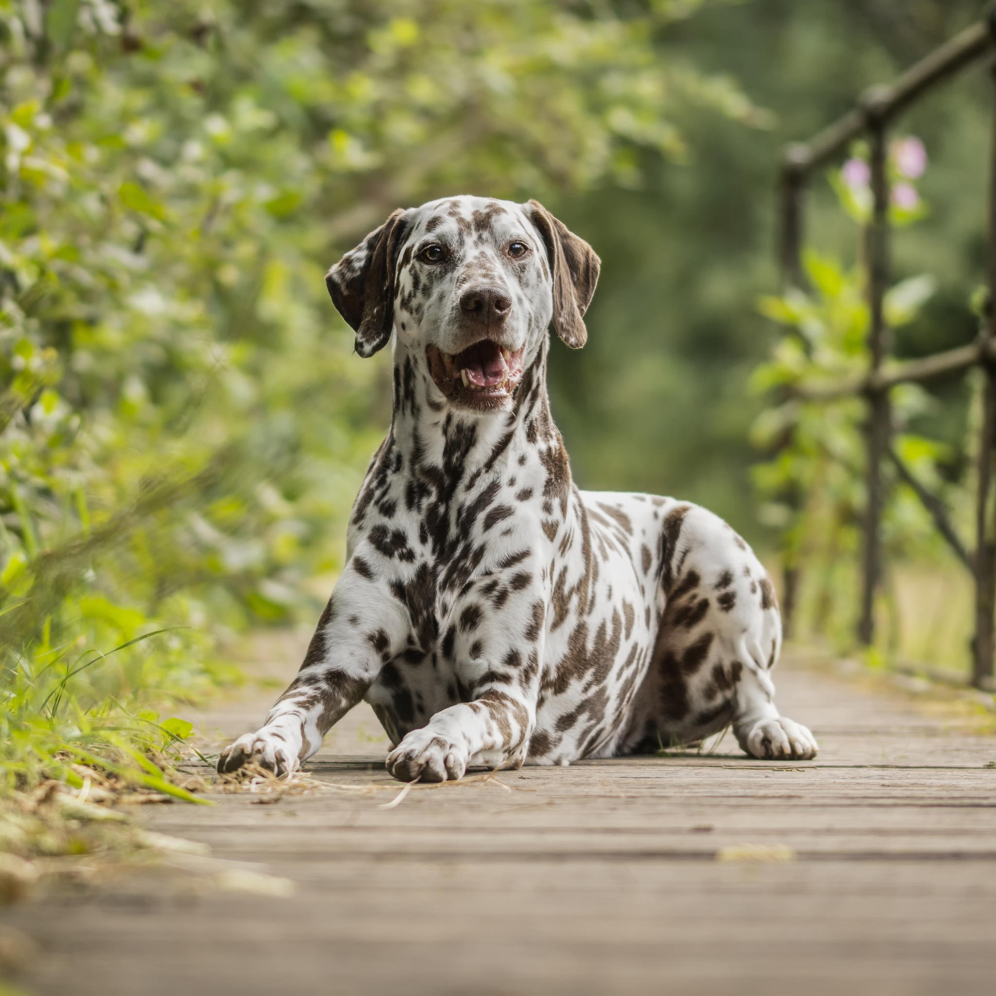 Liver-spotted Dalmatian