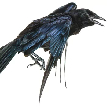 American Crow PFP