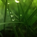 Download Nature Water Drop PFP