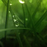 nature water drop PFP