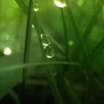 nature water drop PFP