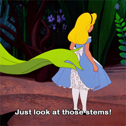 Download Alice In Wonderland (1951) Disney Alice In Wonderland Movie PFP