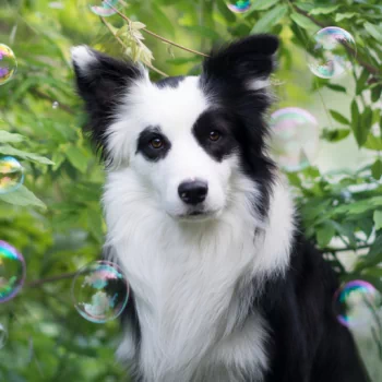 dog border collie Animal PFP