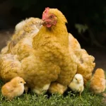 Animal chicken PFP