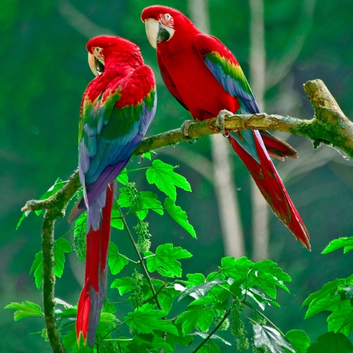 Red-and-green Macaw Pfp