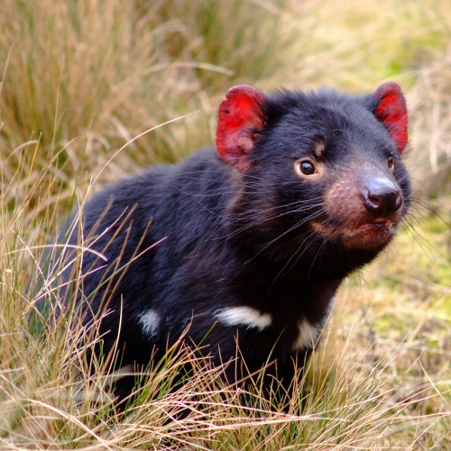 Tasmanian Devil Pfp