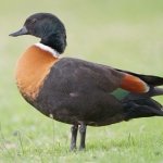 Shelduck 4k Wallpapers