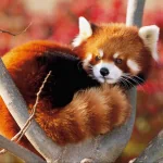 Animal red panda PFP