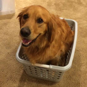  dog in a basket
