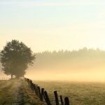 Download Nature Fog PFP