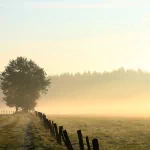 nature fog PFP