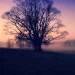 Download Nature Fog PFP
