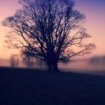 nature fog PFP