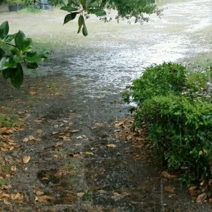 photography rain PFP