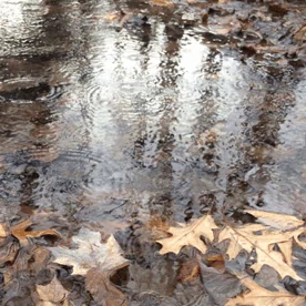 nature fall water drop water rain photography PFP