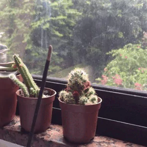 cactus rain water photography PFP