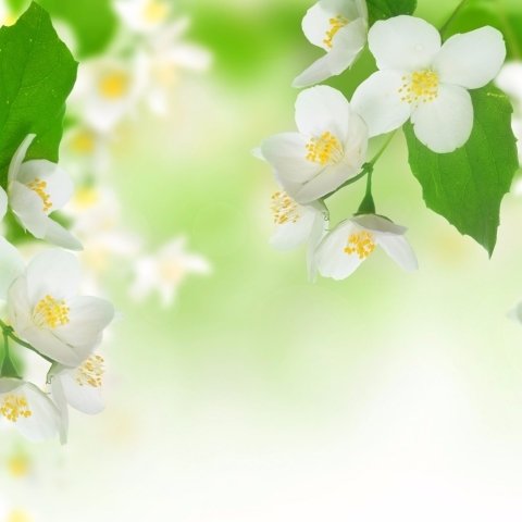Download White Flower Jasmine Blossom Earth Nature  PFP