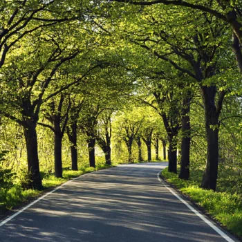 man made road PFP
