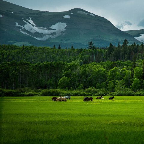 Download Mountain Landscape Green Grass Field Horse Animal  PFP