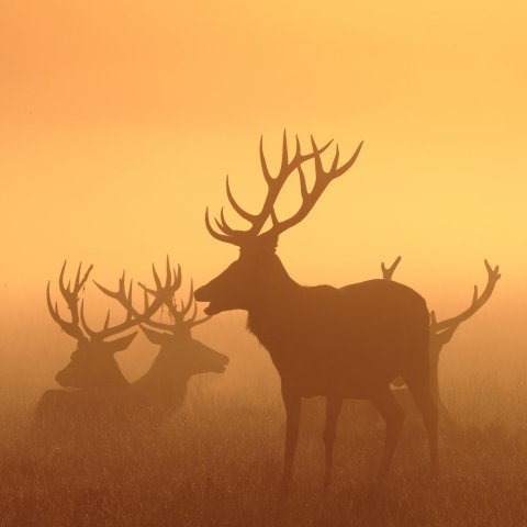Download Orange (Color) Silhouette Fog Deer Animal PFP