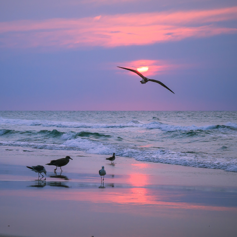 Seagulls on the Beach at Sunset