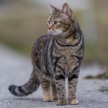 depth of field cat Animal PFP