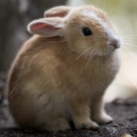Sub-Gallery ID: 3058 Rabbits & Hare