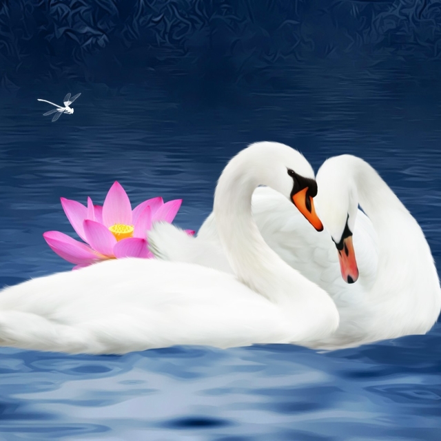 Swans in Love by MaDonna