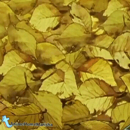 Download Assassination Classroom Anime PFP